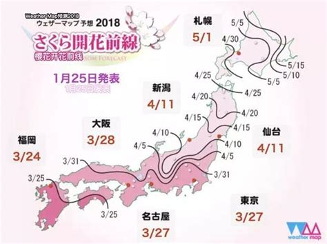 11月旅遊去哪裏 可以考慮去臺灣賞櫻花